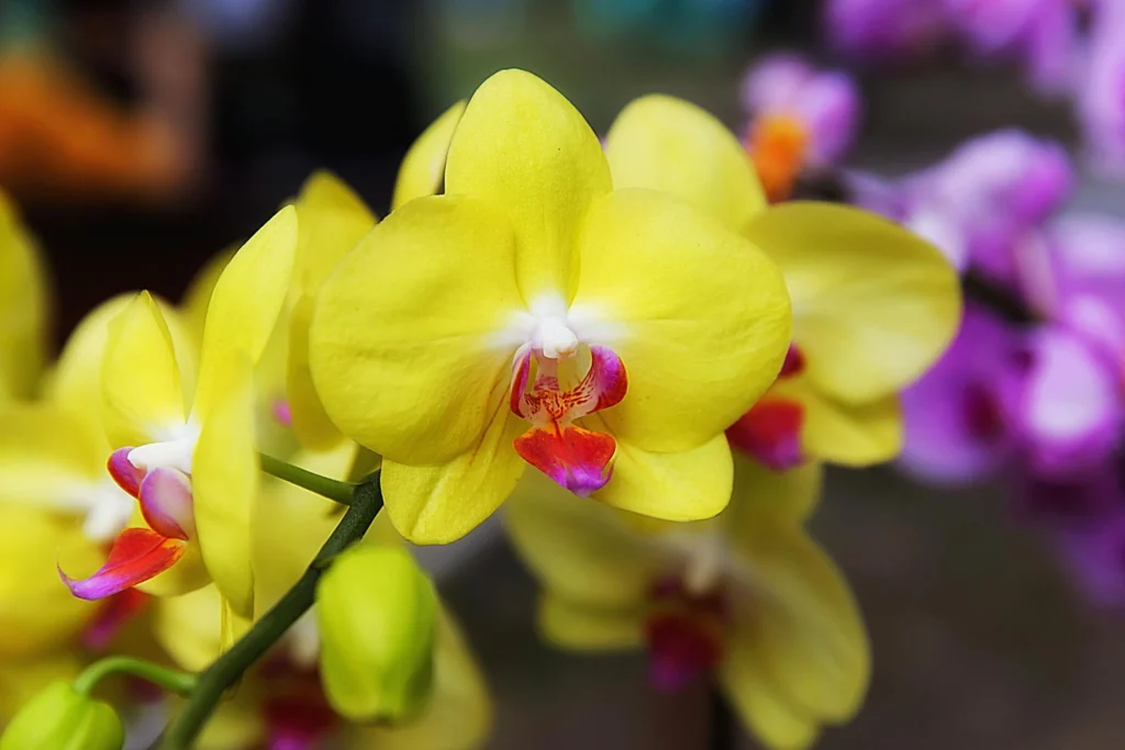 Як змусити орхідею цвісти повторно: секрети досвідчених квітникарів