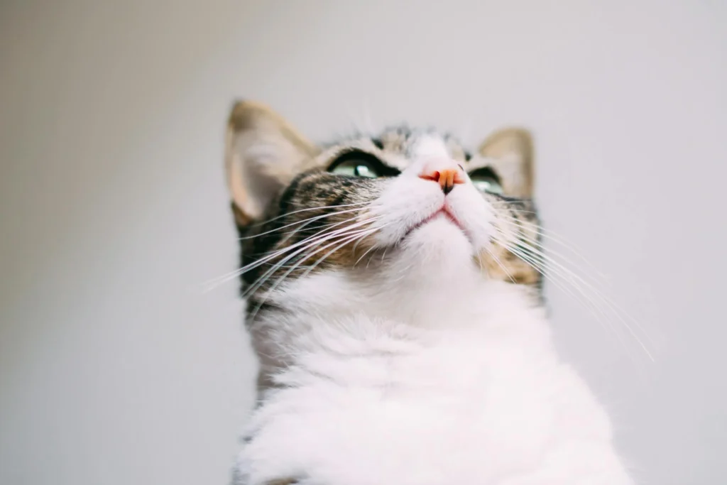 Як коти маніпулюють людьми за допомогою нявкання