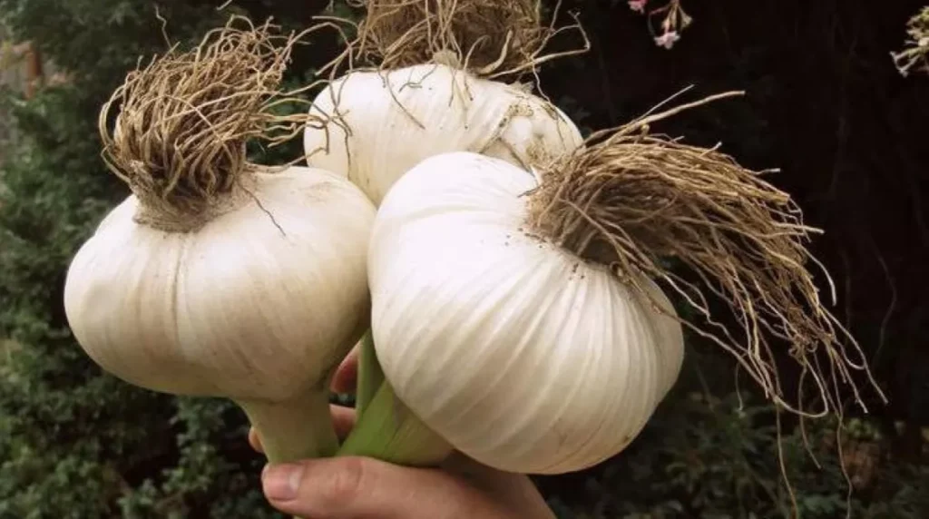 Два обов’язкові весняні підживлення озимого часнику для щедрого врожаю