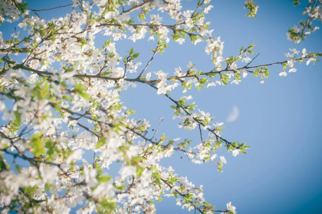 7 дерев і кущів, які варто посадити у квітні