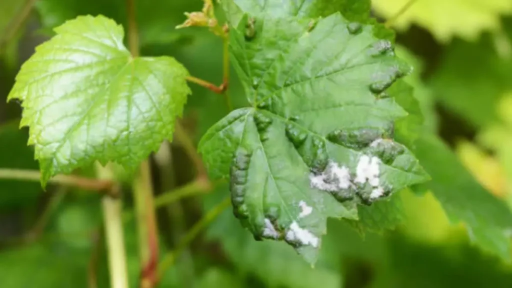 Борошниста роса на огірках та трояндах: як розпізнати і чим обробити без «хімії»