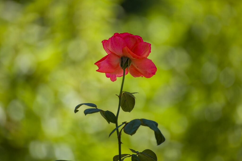 Зображення до статті від Murat Halıcı