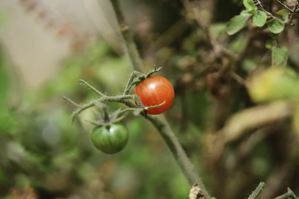 Чому помідори загнивають знизу і як цьому запобігти Зображення до статті від Rajesh Rajput