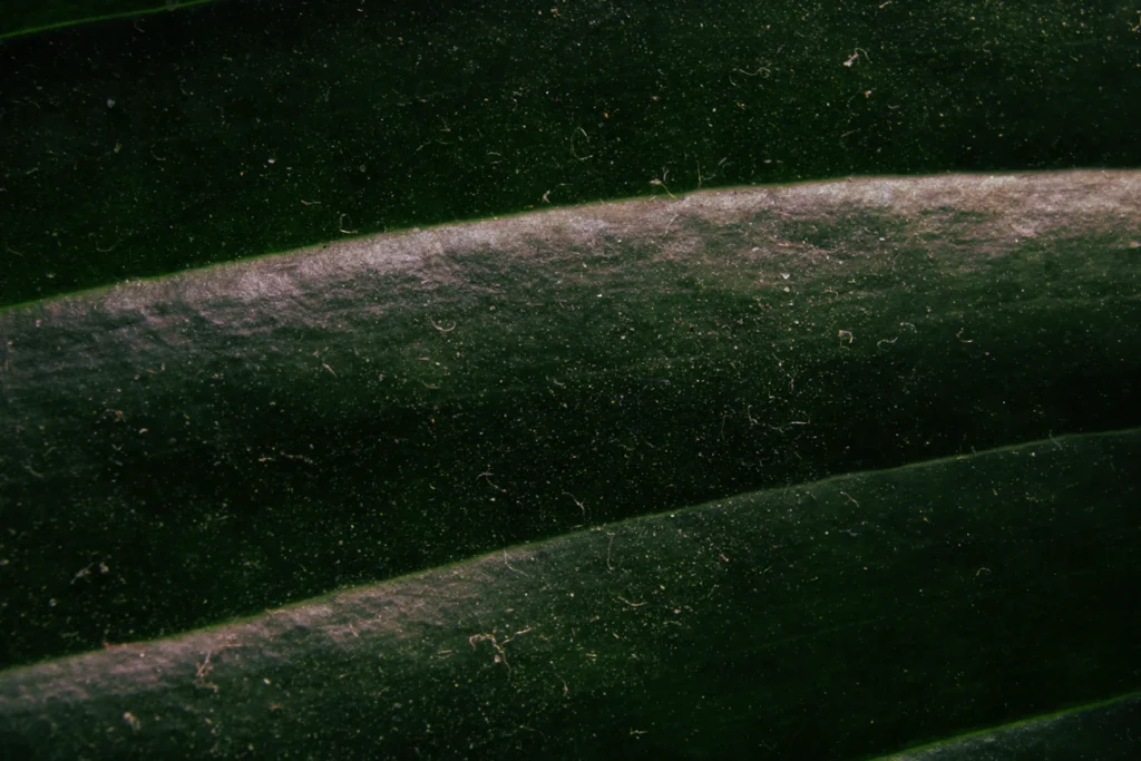 Зображення до статті від James Lee