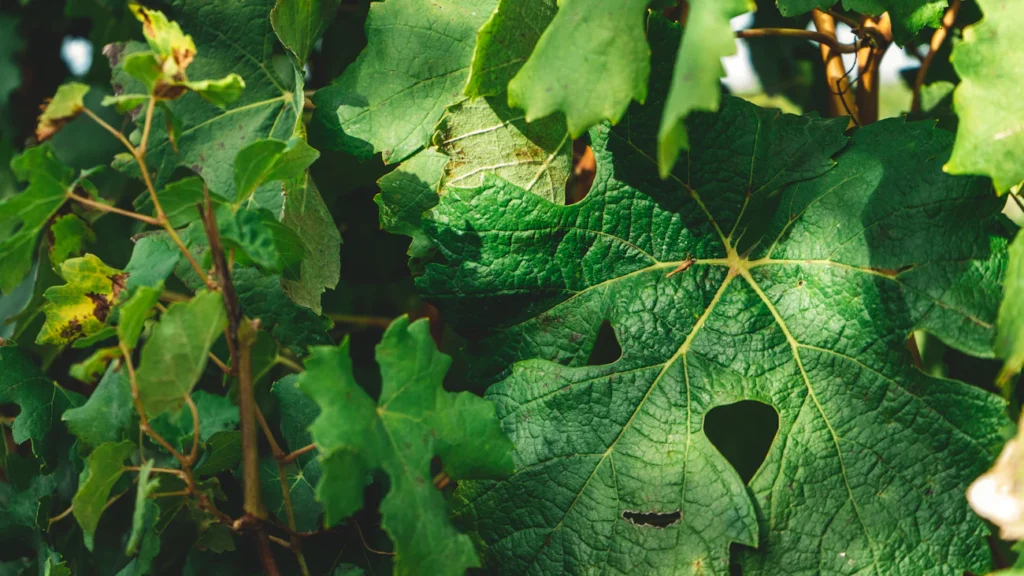 Як дізнатися, чого не вистачає огіркам: простий тест прямо на грядці Зображення до статті від Andrea Cairone