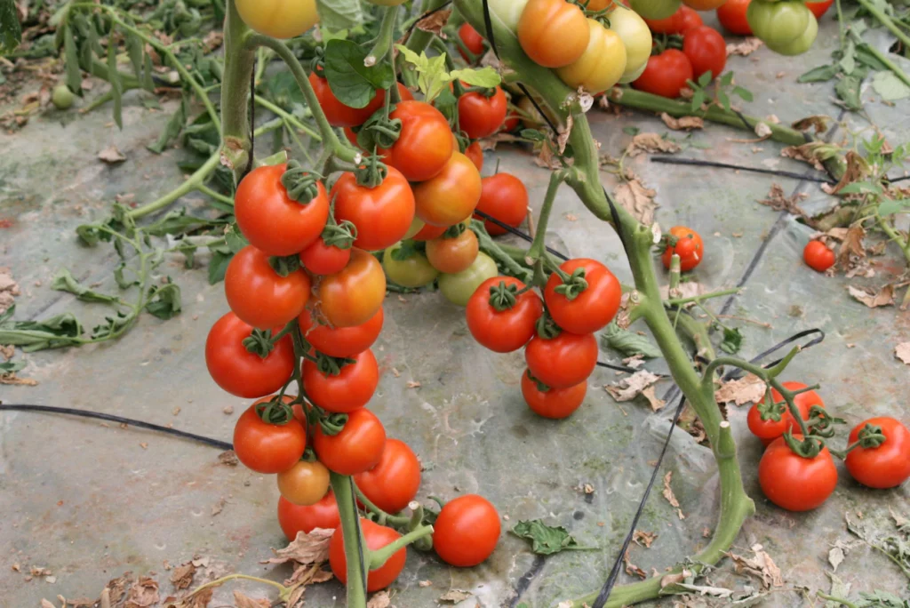 Зображення до статті від alon nagar