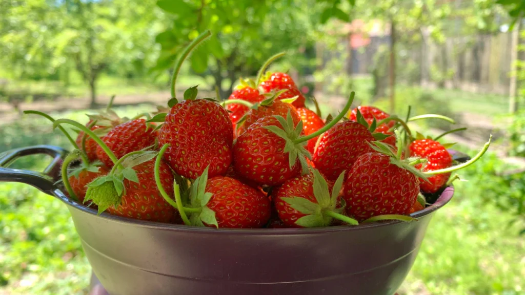 Як підживити полуницю для великого врожаю: простий рецепт з йодом Зображення до статті від tatia brachuli
