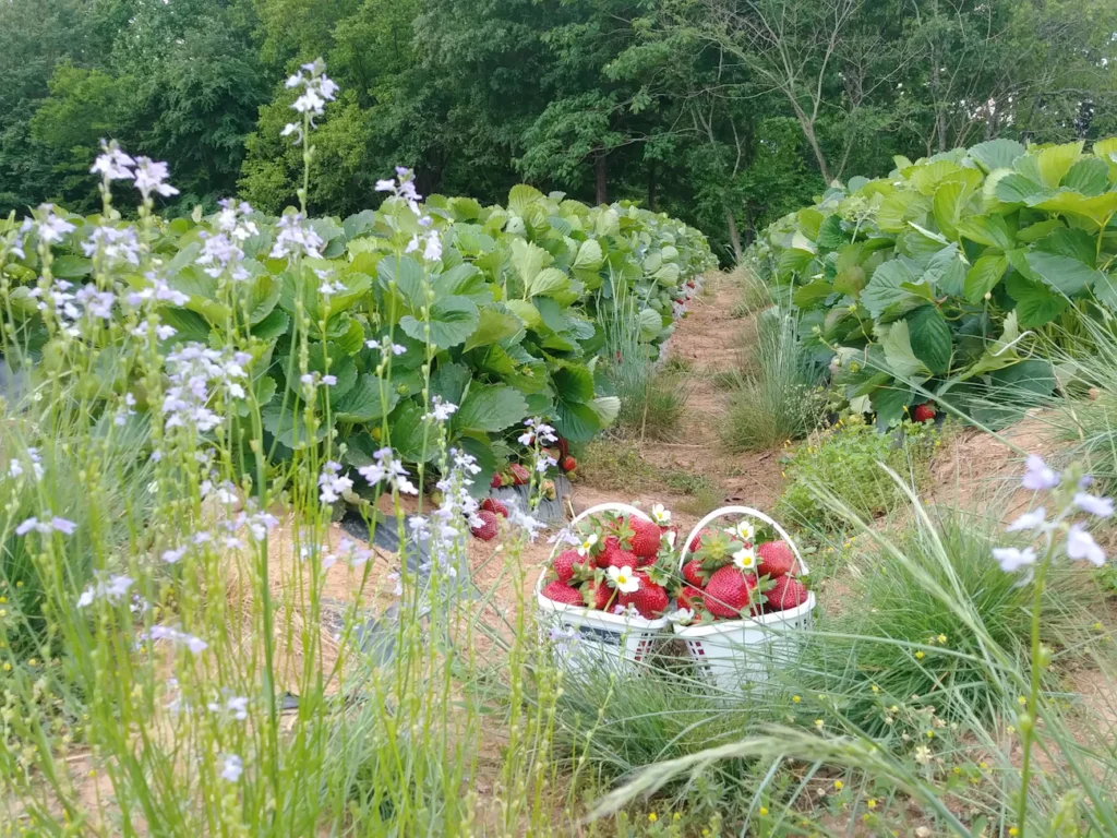 Цей простий засіб з кухні зупиняє гниль на полуниці Зображення до статті від Karolina Bobek