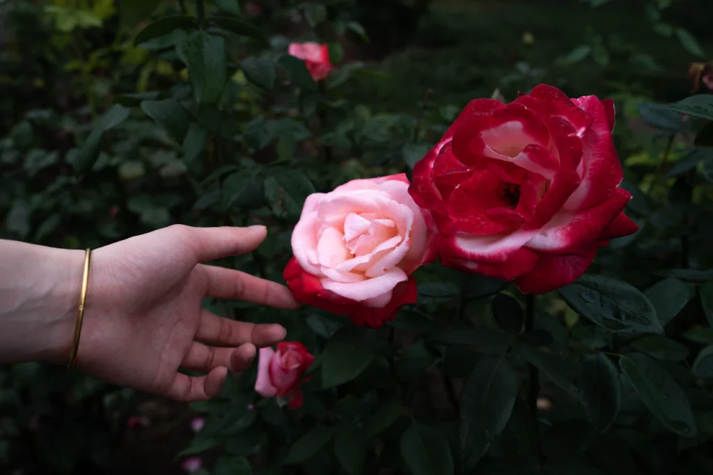 Зображення до статті від Dong Cheng