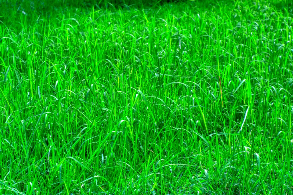 Зображення до статті від Thomas Kinto