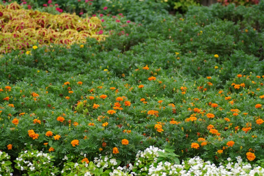 Зображення до статті від Naoki Suzuki