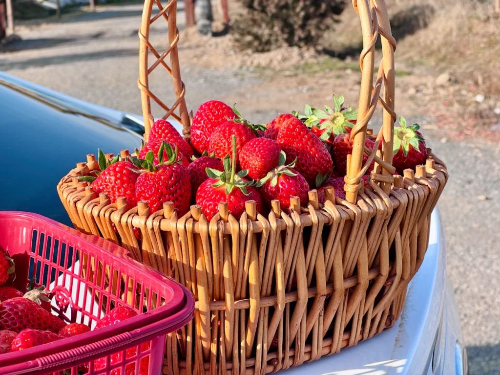 Чому ягоди полуниці дрібні й кислі: поширена помилка садівників Зображення до статті від Donut Surfing