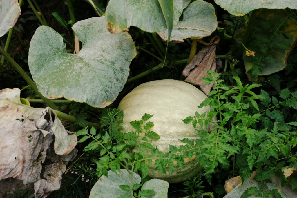 Золотий настій для городу: як лушпиння цибулі рятує від шкідників і хвороб Зображення до статті від Amaan Abid