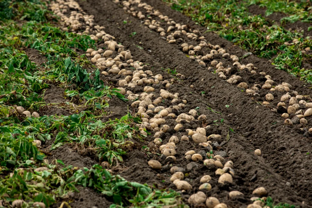 Зображення до статті від Charles Chen