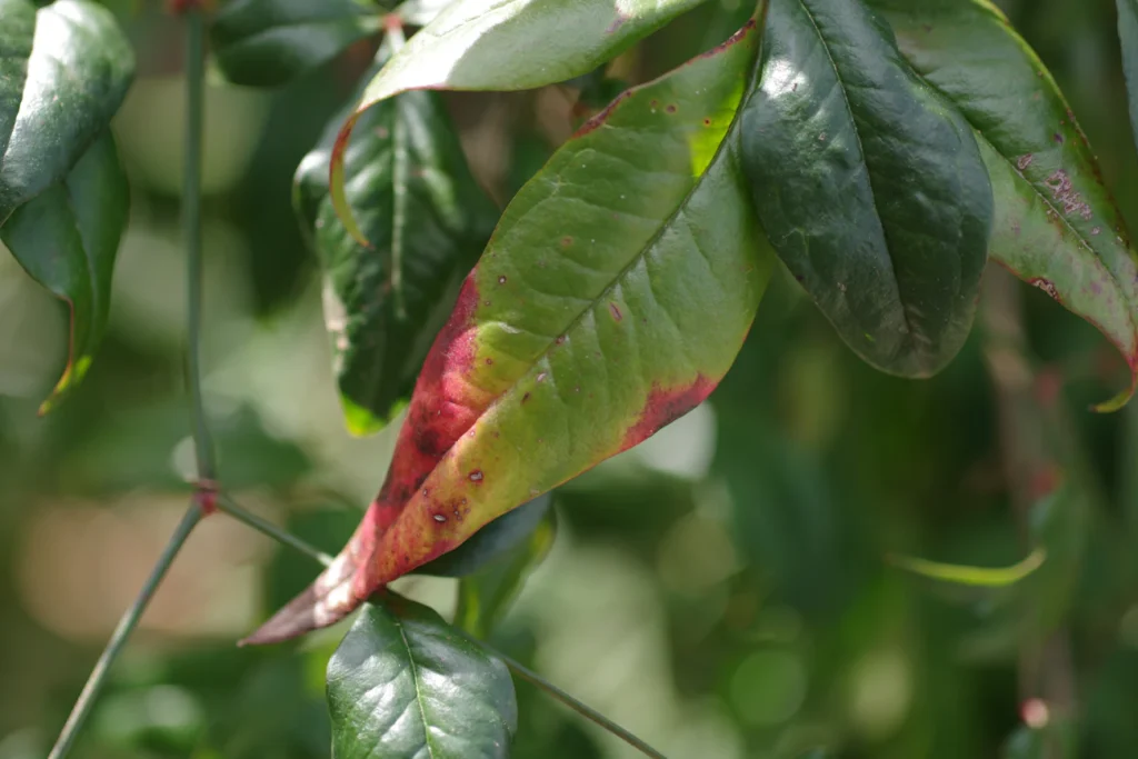 Зображення до статті від Naoki Suzuki