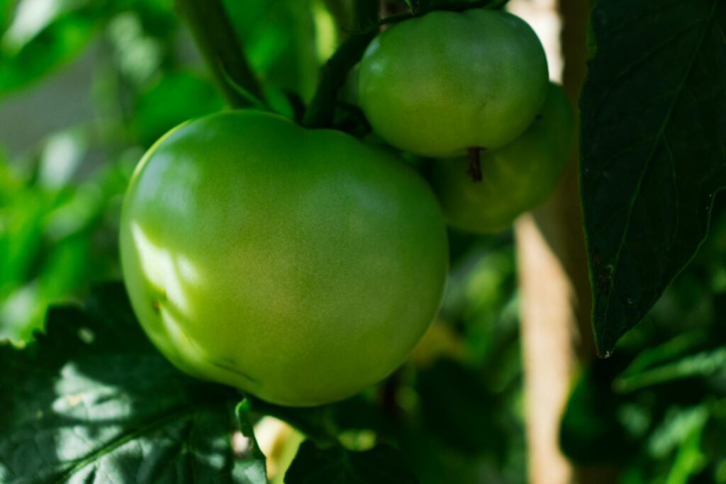 Сигнали з грядки: як листя помідорів підказує, коли поливати Зображення до статті від Mateus Zierke