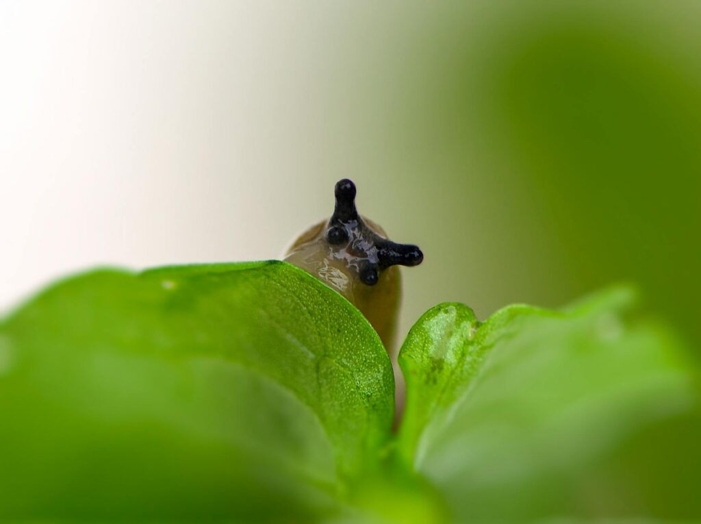 Зображення до статті від Claudia Solari