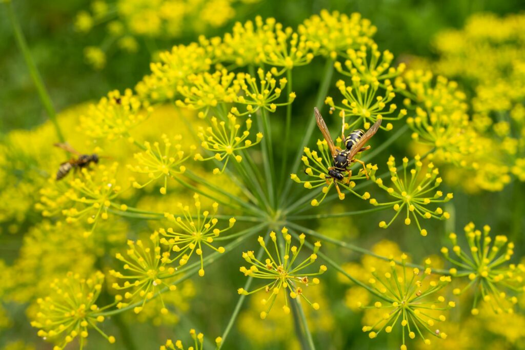 Що робити, якщо кріп почав жовтіти: ефективні липневі підживлення Зображення до статті від Kiril Gruev