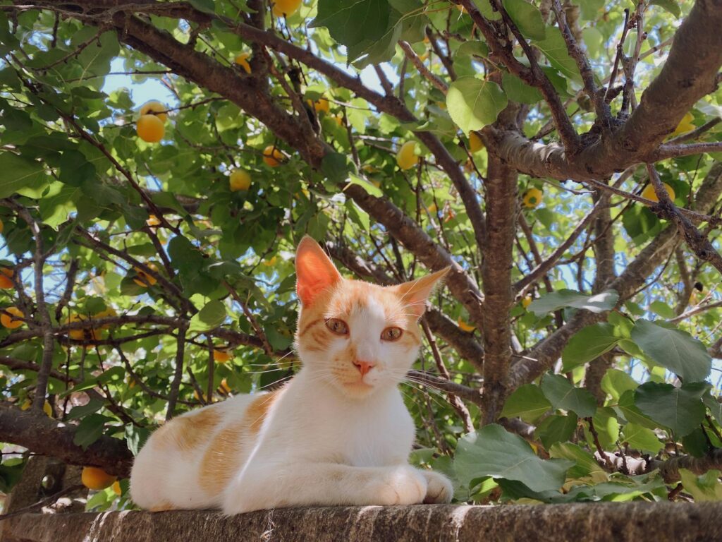 Зображення до статті від solemaind