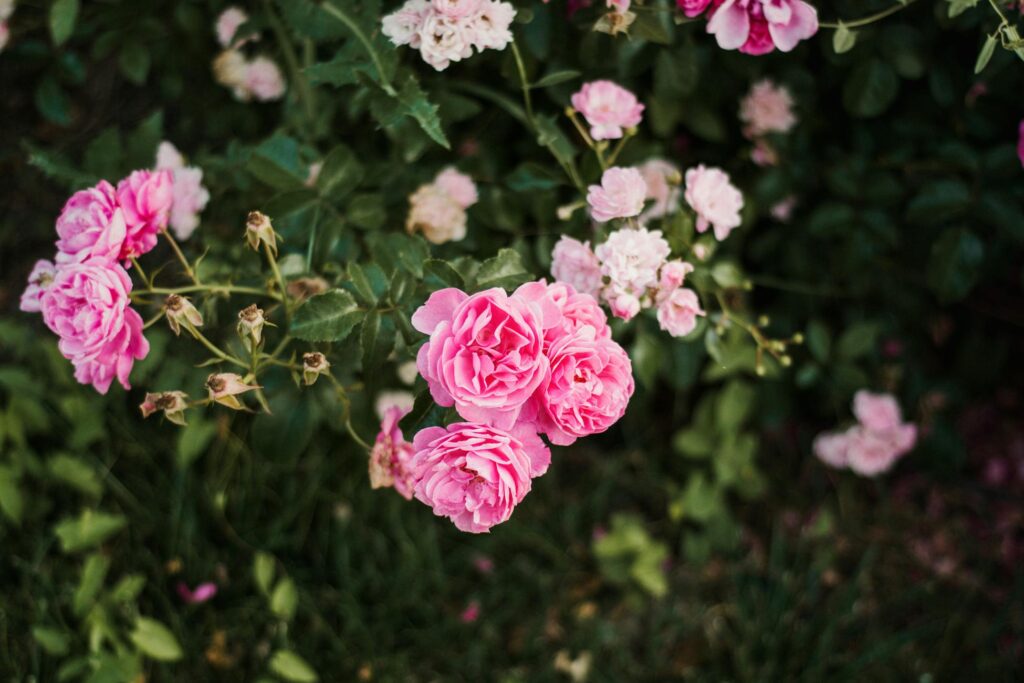 Зображення до статті від Nadiye Odabaşı