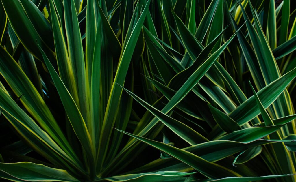 Що заважає вашим овочам рости: перевірте це до кінця літа Зображення до статті від David Correa Franco