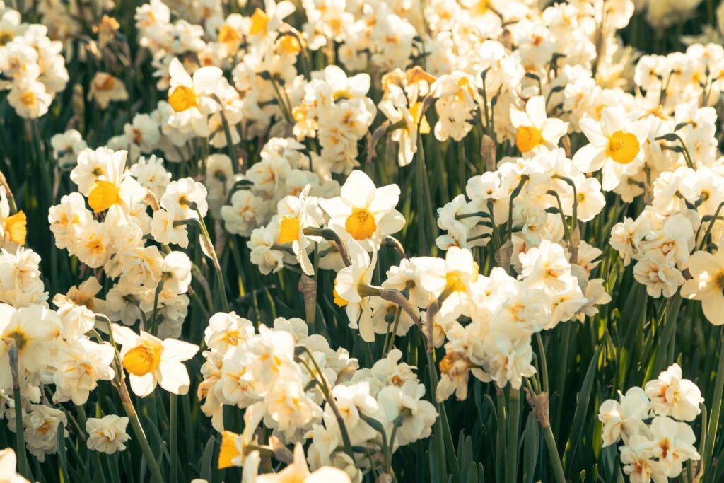 Зображення до статті від Meriç Tuna