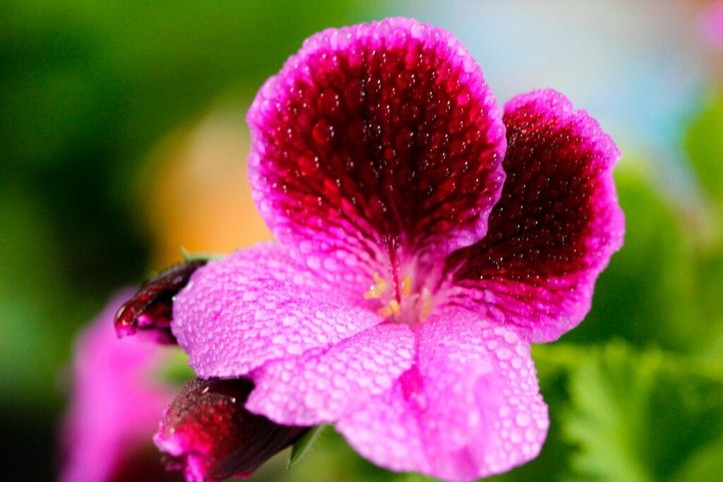 Як швидко укорінити живець пеларгонії: простий спосіб Зображення до статті від Sephina Cornwall