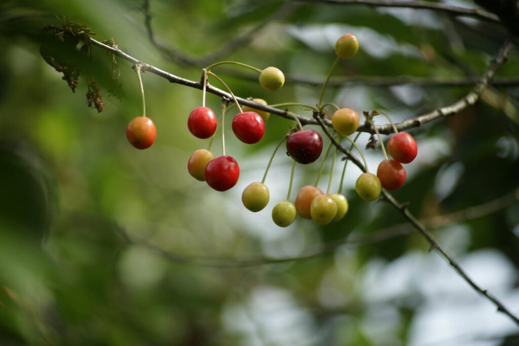 Не обрізайте вишню в серпні: головна причина, про яку мало хто знає Зображення до статті від Eileen Goodall
