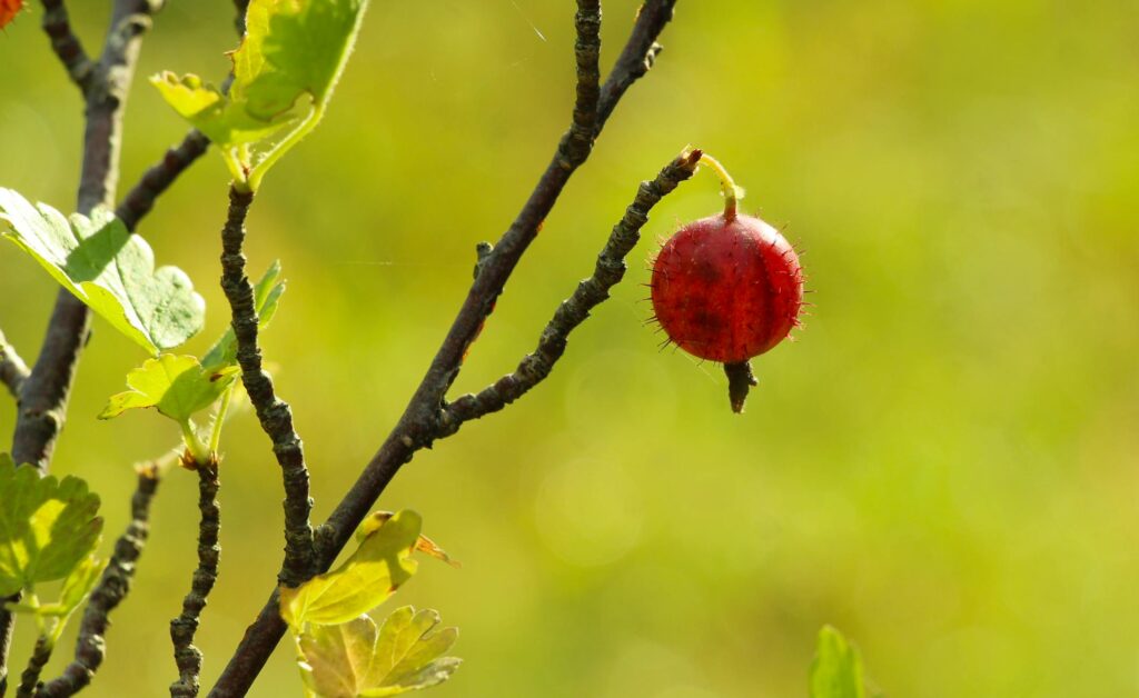 Зображення до статті від Gosia K