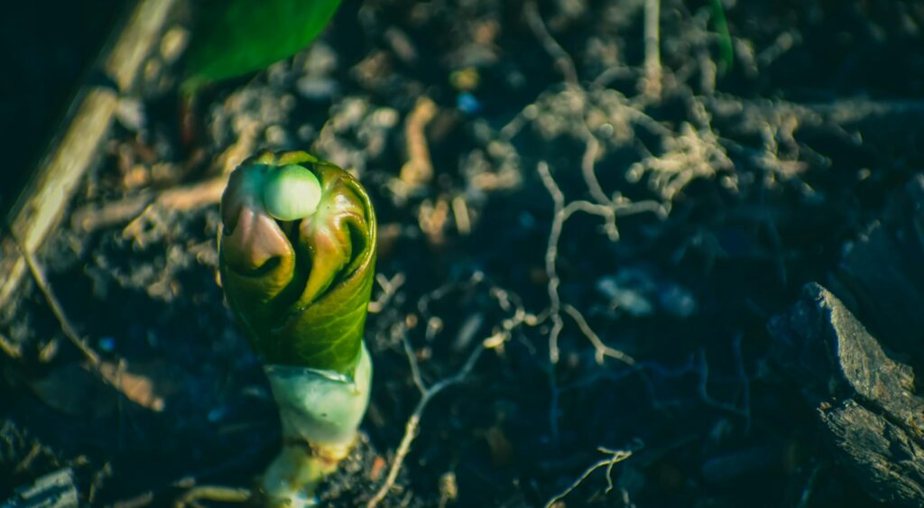 Зображення до статті від Chris F