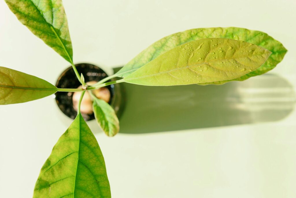 Зображення до статті від Ksenia Chernaya