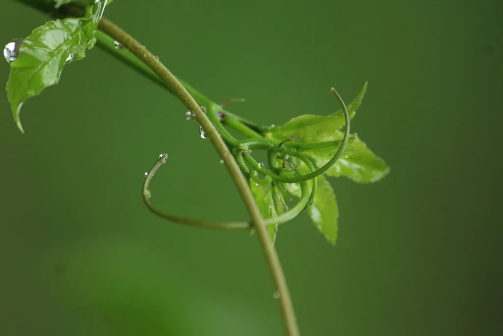 Ворог на грядках: як зупинити попелицю за один день Зображення до статті від Malka Madushan