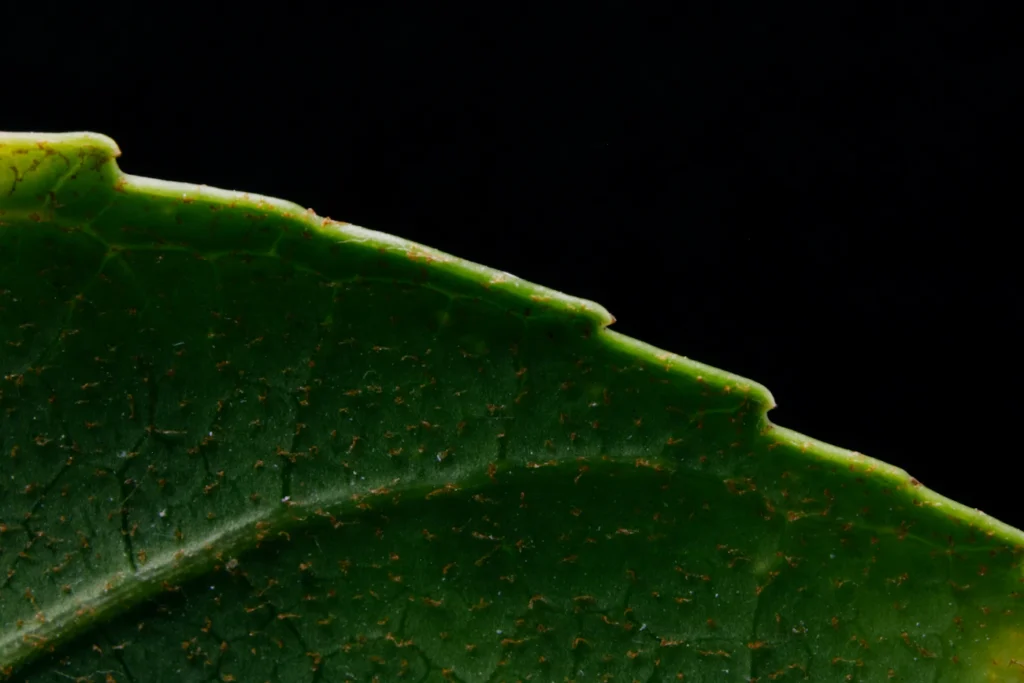 Цей дрібний шкідник здатен знищити всі огірки: липнева загроза на грядках Зображення до статті від James Lee