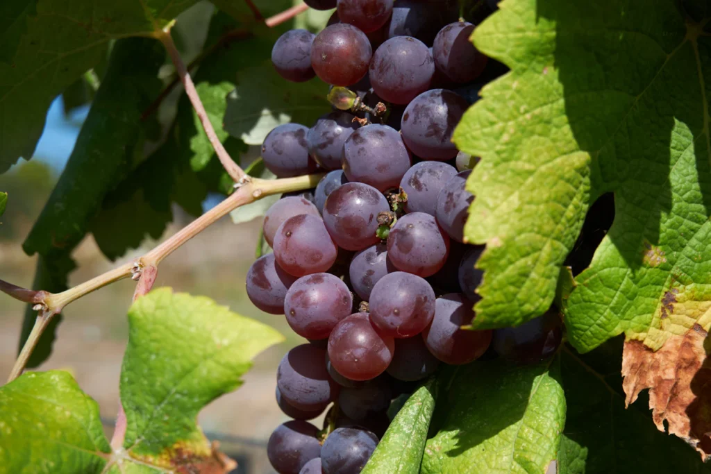 Липневий полив винограду: як не зіпсувати майбутній врожай Зображення до статті від Andrey Che