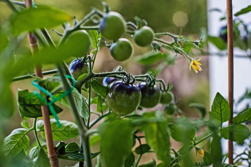 Чому томати зупинились у рості й як це виправити Зображення до статті від Tom Jur