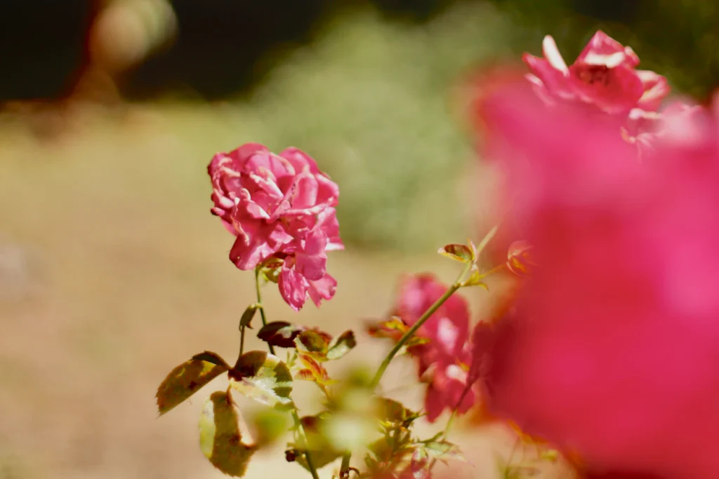 Троянди без запаху: у чому причина і що з цим робити Зображення до статті від Josue Escalante
