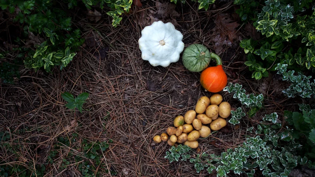 Одна річ у компості — і ґрунт перестає бути родючим Зображення до статті від Šárka Hyková