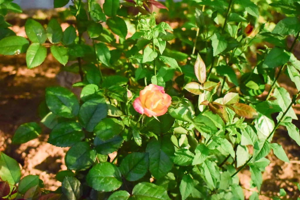 Зображення до статті від Hossein Bagheri