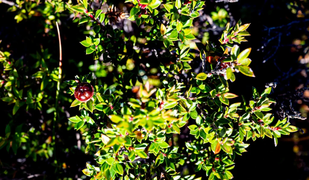 Лише одна ложка під кущ — і смородина тріщатиме від ягід Зображення до статті від Tonia Kraakman