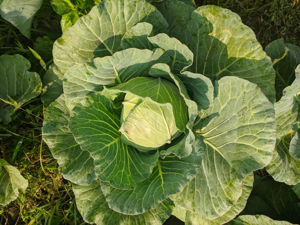 Зображення до статті від Sudip Rajbanshi