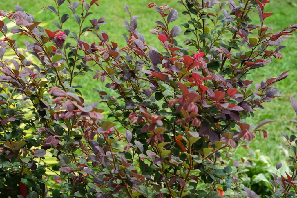 Ягідні кущі в липневу спеку: чому надмірний полив шкодить Зображення до статті від Patsorn Wongpitak