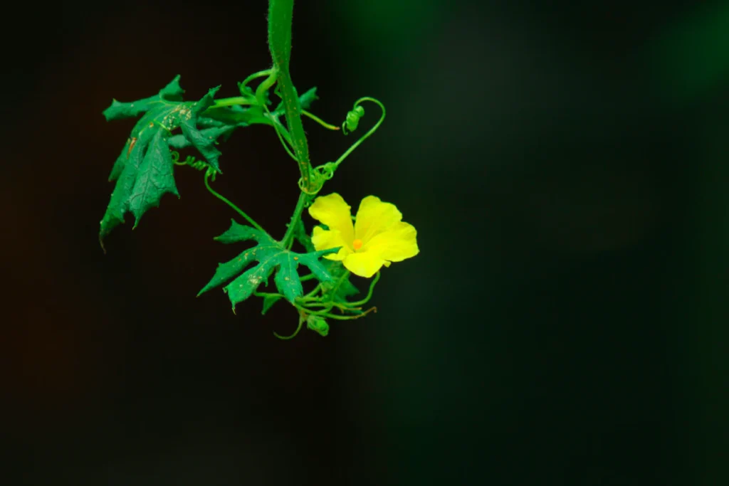 Огірки цвітуть, але не плодоносять: що потрібно зробити Зображення до статті від Nithin Purple