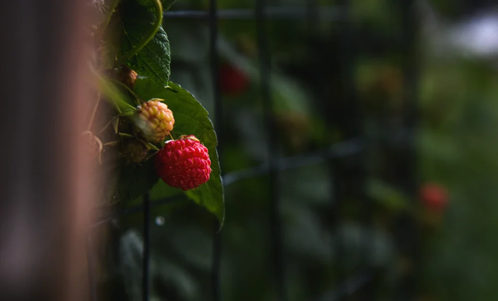 Малина знову дасть плоди: липневий секрет досвідчених дачників Зображення до статті від Dani Adkins