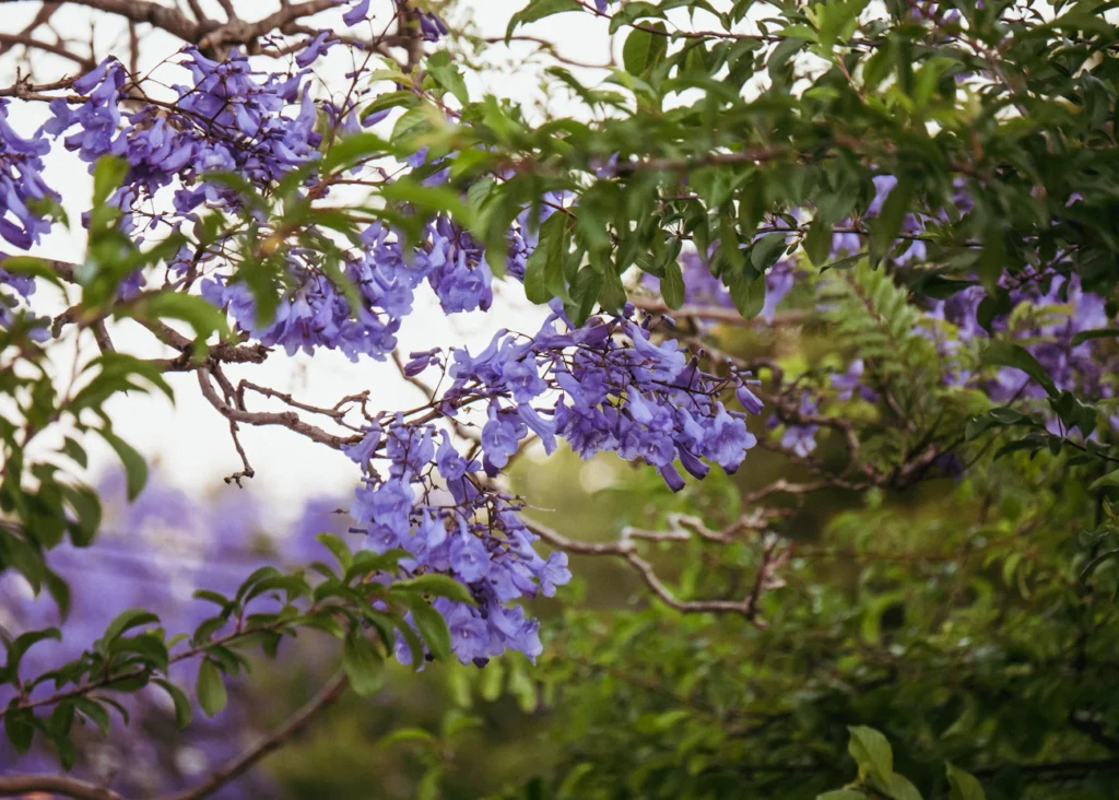 Неймовірна альтернатива бузку: декоративний кущ для вашої ділянки Зображення до статті від Junel Mujar