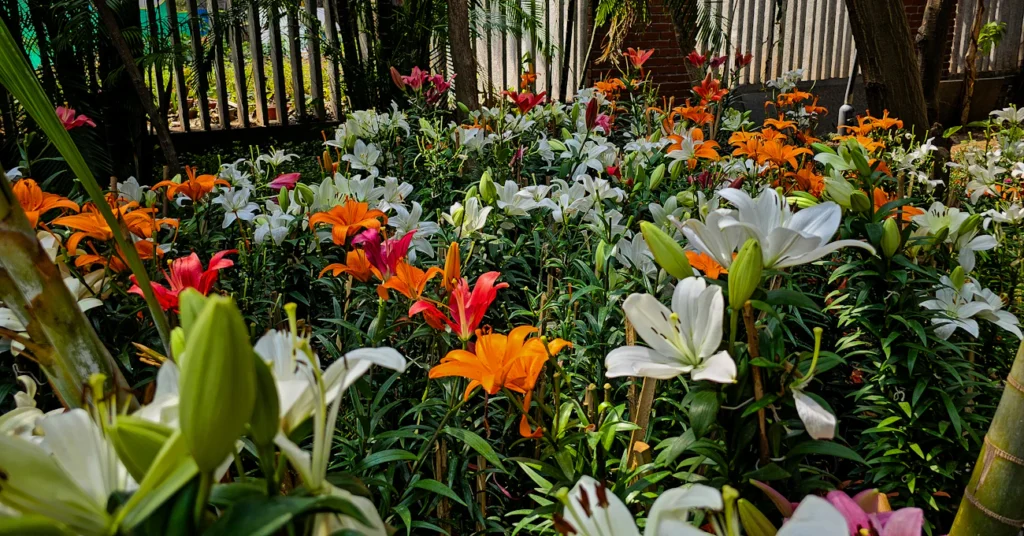 Що зробити з ліліями після цвітіння, щоб наступного літа вони здивували вас знову Зображення до статті від Maanas Muruganandan
