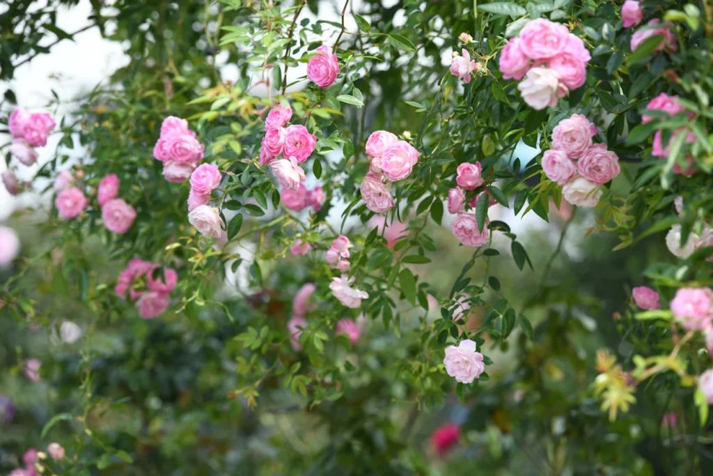 Як змусити троянди цвісти: три секретні підживки, які дійсно працюють Зображення до статті від Jason Hsu