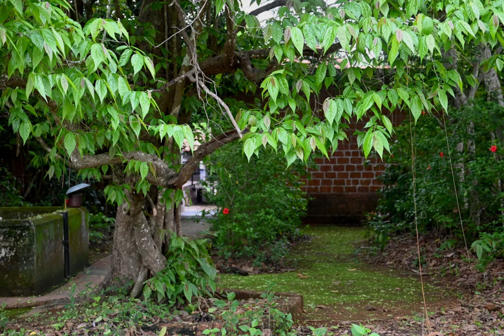 Зображення до статті від Praswin Prakashan