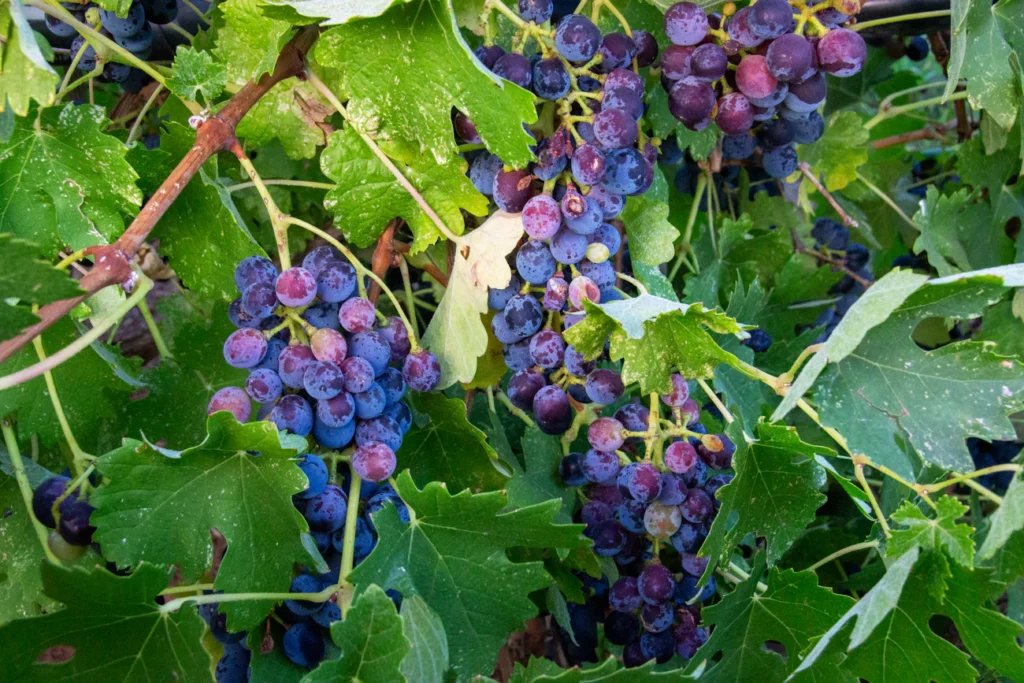 Зображення до статті від Salomé Guruli