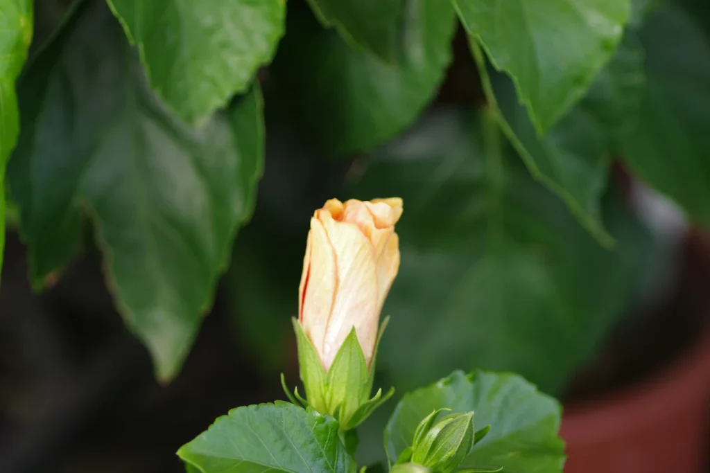 Чому слабшають троянди: прихований дефіцит, про який мало хто здогадується Зображення до статті від Naoki Suzuki