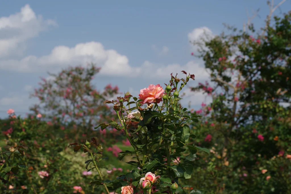 Зображення до статті від Naoki Suzuki
